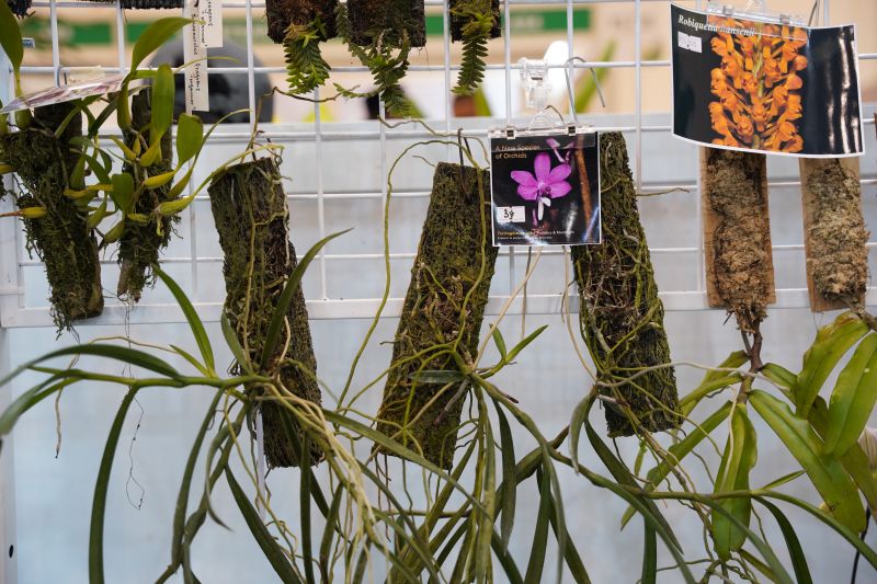 Spesies anggrek baru dari Kaltim dipamerkan di FLOII Expo 2024