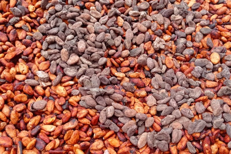 Petani kakao di Lebak sambut positif harga kakao tembus Rp135 ribu Petani kakao di Lebak sambut positif harga kakao tembus Rp135 ribu