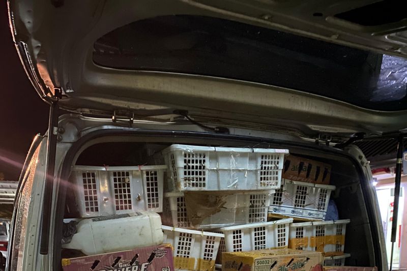 BKSDA dan polisi sita 4.354 burung ilegal di Tol Bakter Lampung BKSDA dan polisi sita 4.354 burung ilegal di Tol Bakter Lampung