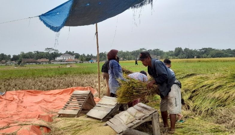 Distan sebut produksi beras di Banten meningkat