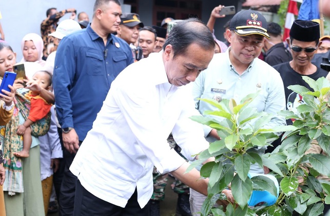 Kunjungi Desa Peron, Jokowi kagumi produk alpukat dan gula aren Kunjungi Desa Peron, Jokowi kagumi produk alpukat dan gula aren