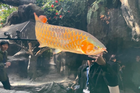 Aquarium Asia Arwana Kalimantan dibuka di Kebun Binatang Ueno Jepang Aquarium Asia Arwana Kalimantan dibuka di Kebun Binatang Ueno Jepang