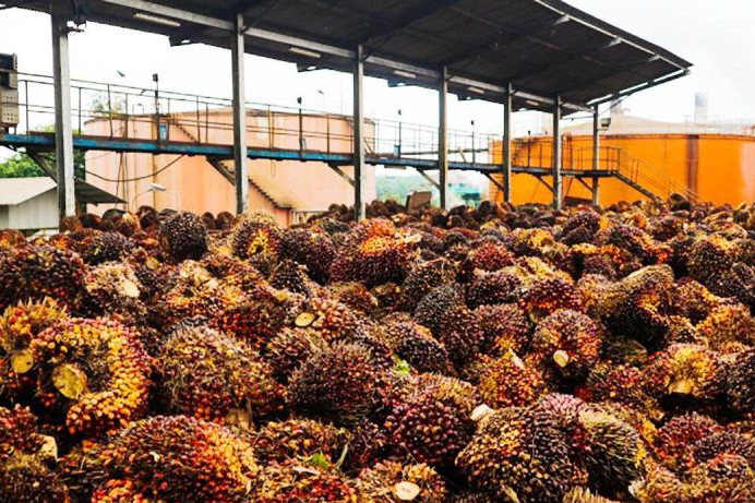 Pekebun tangguh untuk hadapi perubahan iklim Pekebun tangguh untuk hadapi perubahan iklim