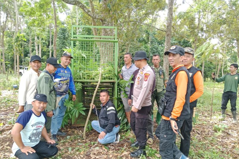 Petugas gabungan pasang kandang jebak harimau di Pesisir Barat