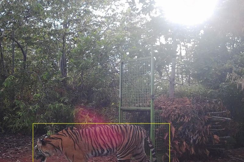 Harimau sumatera terekam kamera jebak di Pesisir Barat Lampung Harimau sumatera terekam kamera jebak di Pesisir Barat Lampung