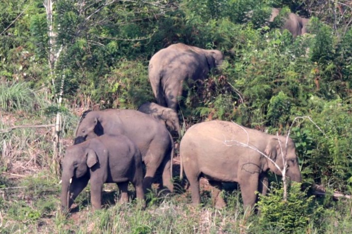 BKSDA Jambi halau kawanan gajah liar ke Taman Nasional Bukit Tigapuluh