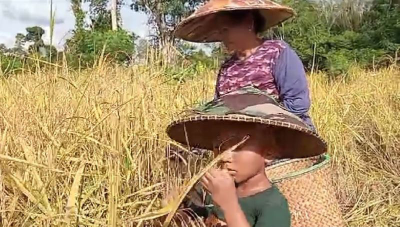 BRIN sebut krisis pangan kian nyata BRIN sebut krisis pangan kian nyata