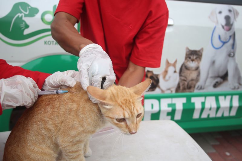 Vaksin rabies gratis diadakan di 13 Kecamatan Kota Tangerang Vaksin rabies gratis diadakan di 13 Kecamatan Kota Tangerang