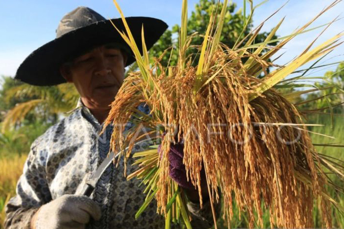 Kenaikan harga gabah di Aceh Barat capai Rp7.000,- per kg Kenaikan harga gabah di Aceh Barat capai Rp7.000,- per kg