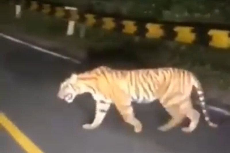 Kemunculan harimau sumatra di jalan Lintas Barat Krui dibenarkan BKSDA