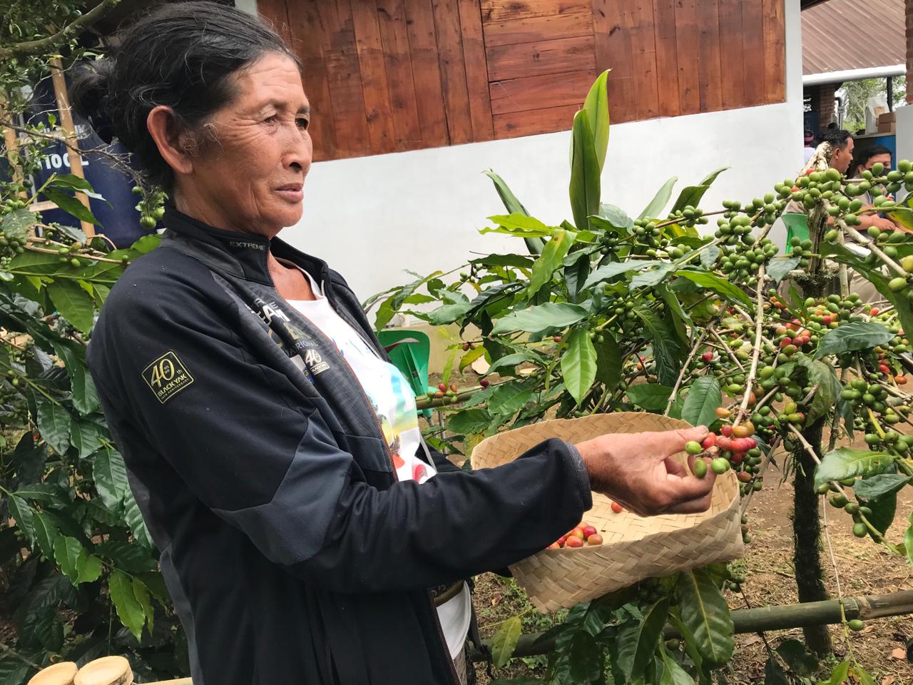 BUMN kembangkan program pemberdayaan kelompok petani kopi Arabika Kintamani BUMN kembangkan program pemberdayaan kelompok petani kopi Arabika Kintamani