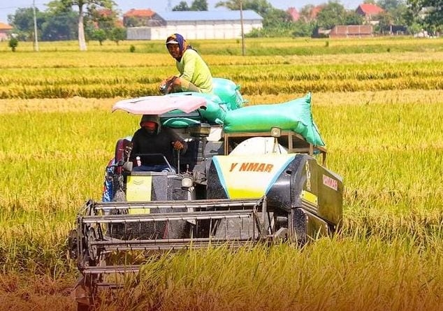 Kudus panen raya seluas 9.000 hektar 