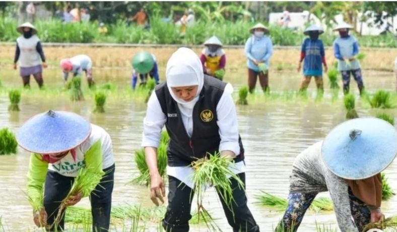 Penambahan subsidi pupuk untuk menutup kekurangan tahun 2024 Penambahan subsidi pupuk untuk menutup kekurangan tahun 2024