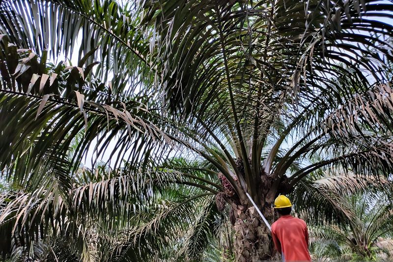 Harga sawit di Riau turun Rp87,50/kg Harga sawit di Riau turun Rp87,50/kg