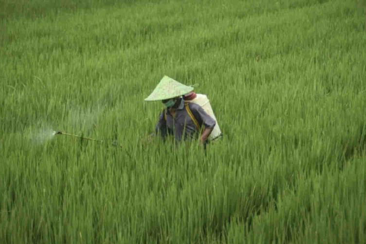 Kementan relaksasi biaya perlindungan varietas tanaman Kementan relaksasi biaya perlindungan varietas tanaman