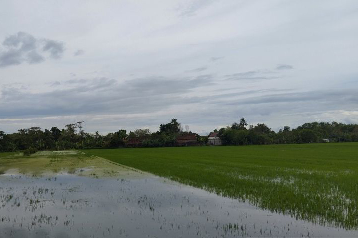 Banjir rendam 1.400 hektare tanaman padi di Kabupaten Demak