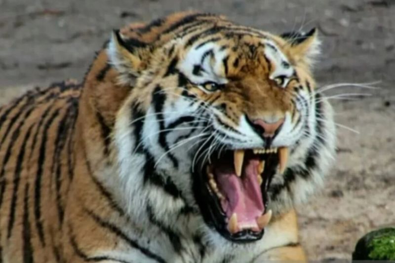 BKSDA imbau masyarakat Lampung Barat waspada kemunculan harimau BKSDA imbau masyarakat Lampung Barat waspada kemunculan harimau