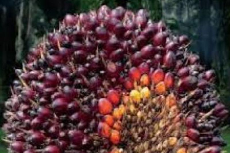 Harga CPO naik 4,06 persen pada Februari 2024 Harga CPO naik 4,06 persen pada Februari 2024