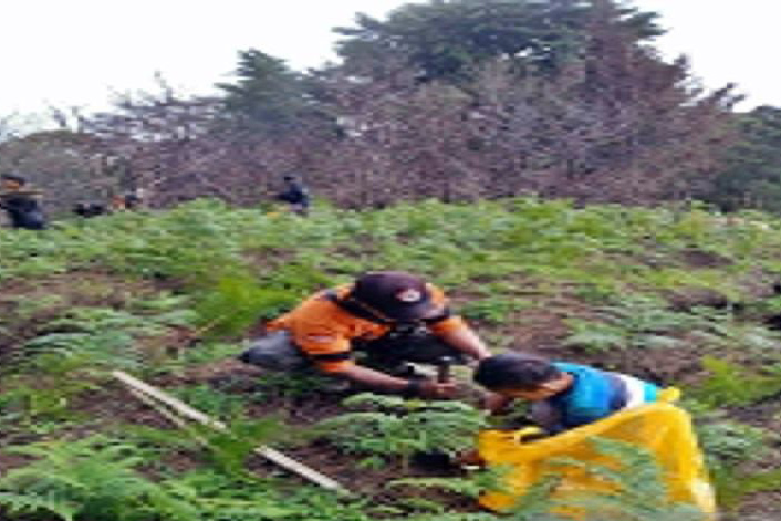 Warga Boyolali tanam ratusan pohon di Merbabu untuk penghijauan Warga Boyolali tanam ratusan pohon di Merbabu untuk penghijauan
