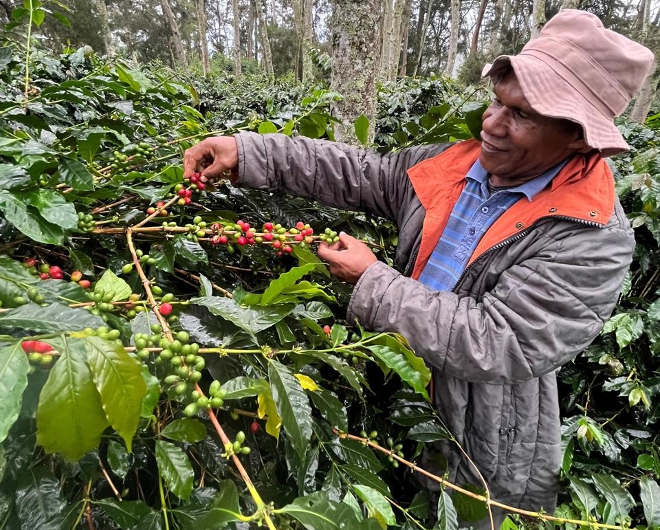 Dedikasi untuk Negeri: Membawa kopi Wamena ke pasar dunia