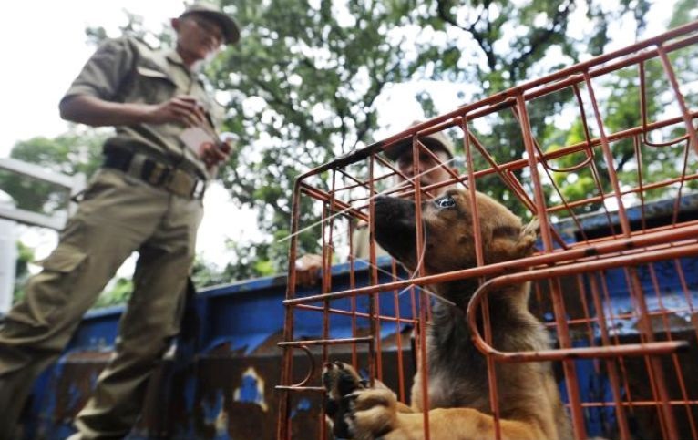 Polisi amankan truk pengangkut ratusan anjing di Tol Kalikangkung Polisi amankan truk pengangkut ratusan anjing di Tol Kalikangkung