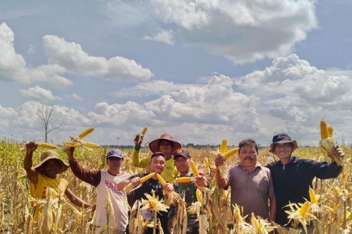 Mentan sebut Food Estate Gunung Mas hasilkan 6,5 juta ton jagung per ha Mentan sebut Food Estate Gunung Mas hasilkan 6,5 juta ton jagung per ha