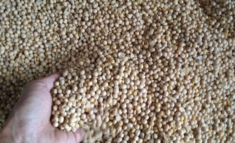 Stok kedelai impor di Kudus mulai tersedia Stok kedelai impor di Kudus mulai tersedia