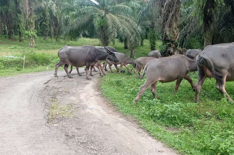 Usaha peternakan kerbau di Lebak jadi tabungan keluarga Usaha peternakan kerbau di Lebak jadi tabungan keluarga