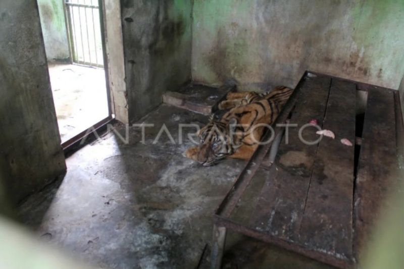 Penutupan Medan Zoo bukan pilihan yang layak menurut legislator Penutupan Medan Zoo bukan pilihan yang layak menurut legislator