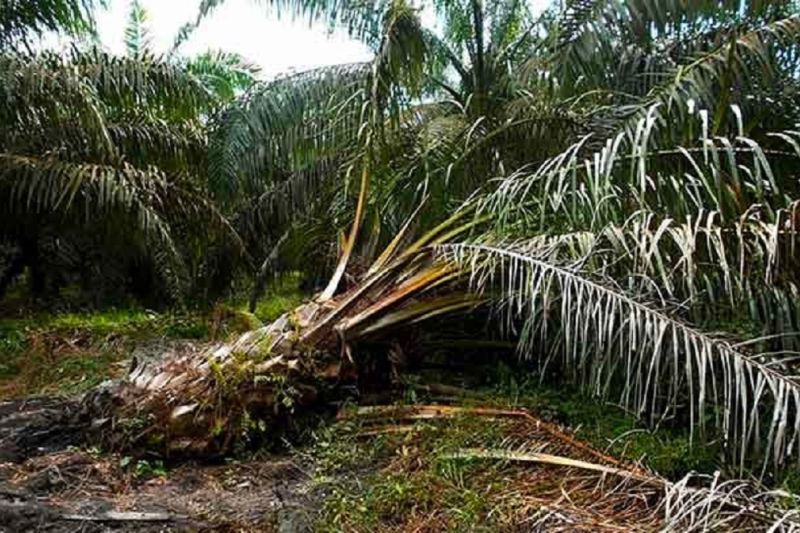 Kementan antisipasi ganoderma pada tanaman sawit Kementan antisipasi ganoderma pada tanaman sawit