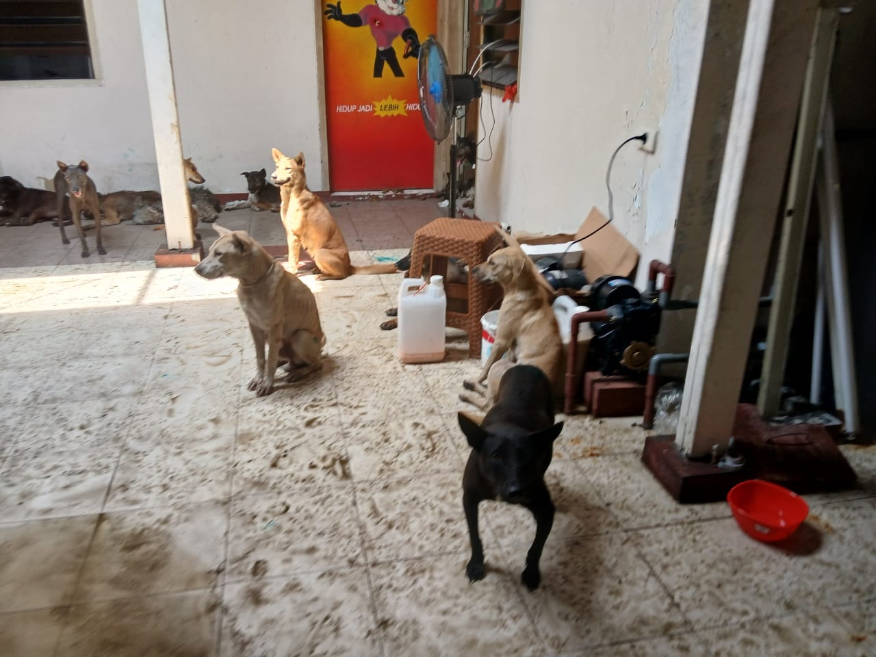 Polisi gagalkan pengiriman 226 ekor anjing dari Subang ke Sragen untuk dijagal Polisi gagalkan pengiriman 226 ekor anjing dari Subang ke Sragen untuk dijagal