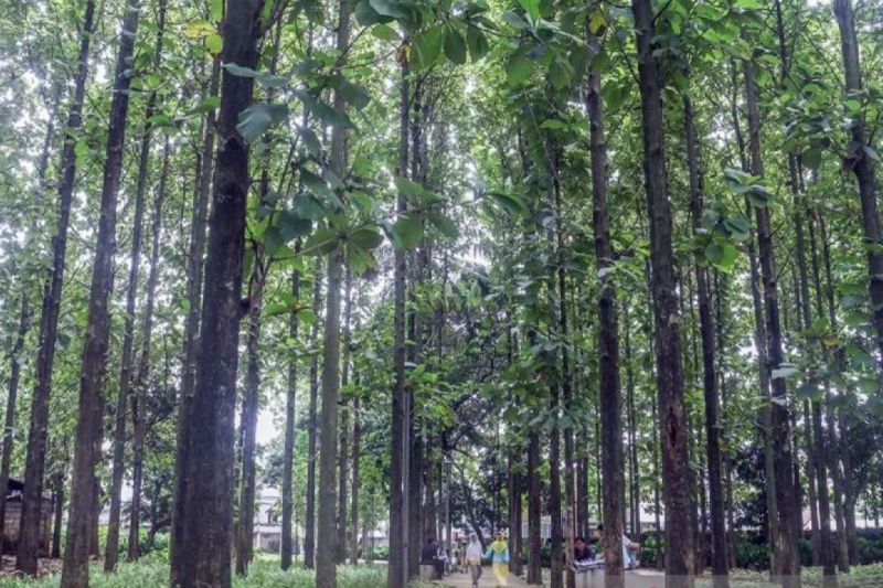 Pemprov DKI tambah tiga hutan kota pada 2024 Pemprov DKI tambah tiga hutan kota pada 2024