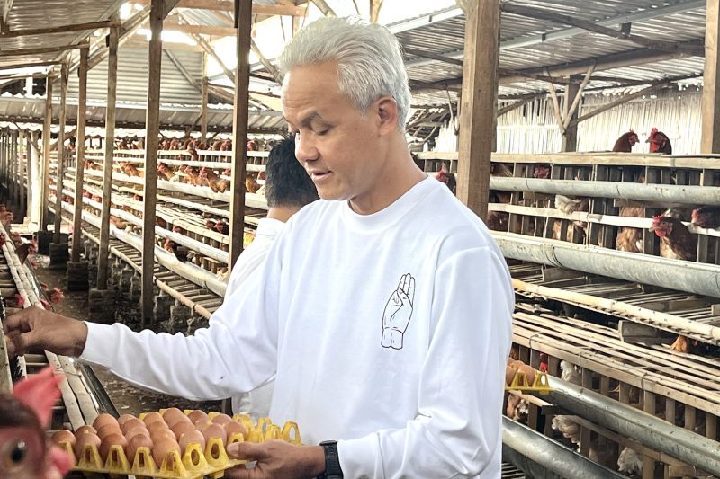 Harga jagung yang cukup tinggi beratkan peternak Harga jagung yang cukup tinggi beratkan peternak
