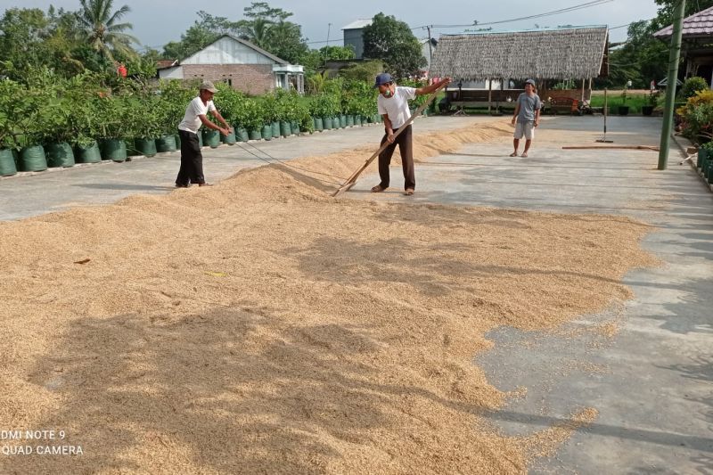 Program Food Estate di Lebak produksi beras 320.973 ton Program Food Estate di Lebak produksi beras 320.973 ton