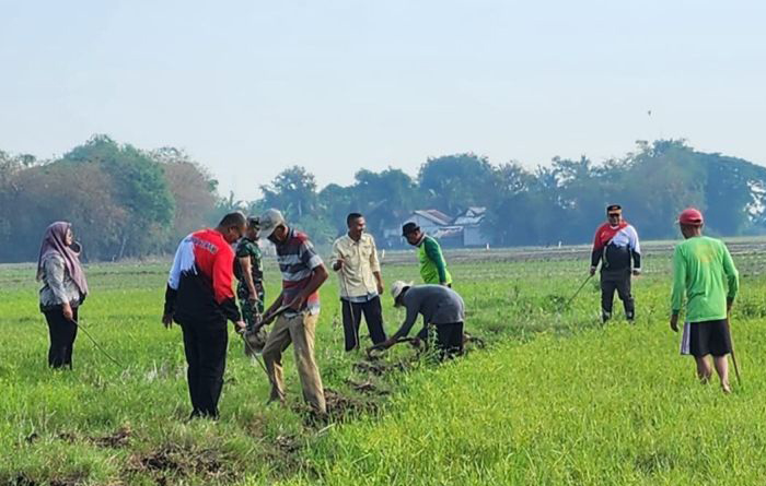Para petani di Bekasi diminta waspadai hama tikus Para petani di Bekasi diminta waspadai hama tikus