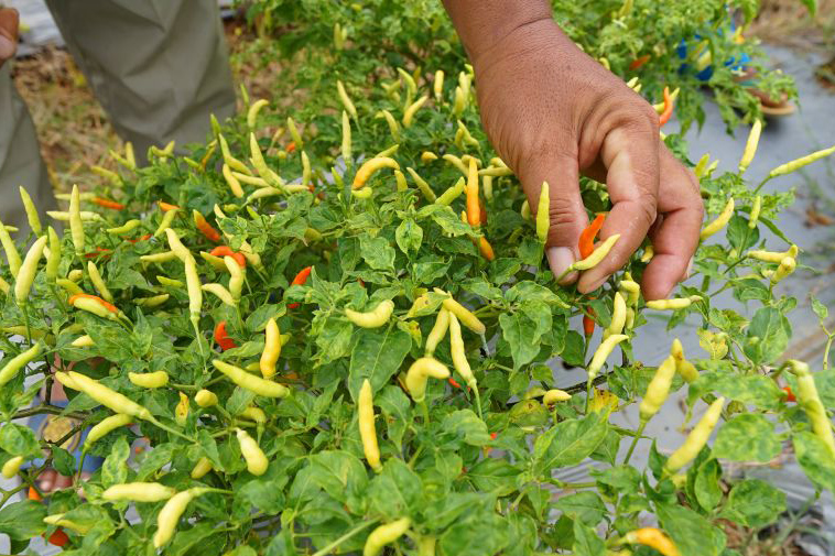 Harga cabai rawit di Gorontalo turun drastis Harga cabai rawit di Gorontalo turun drastis