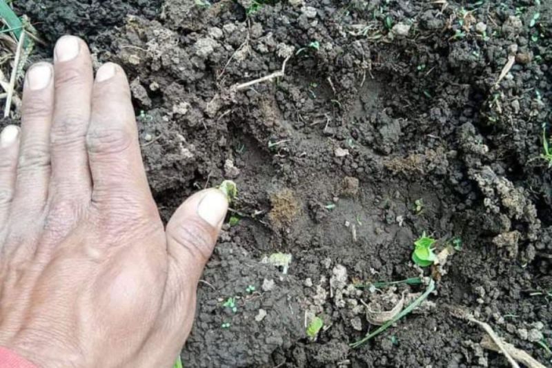 BKSDA Bengkulu selidiki penemuan jejak mirip harimau di Rejang Lebong BKSDA Bengkulu selidiki penemuan jejak mirip harimau di Rejang Lebong