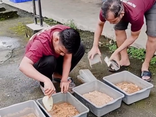 Warga Binaan Rutan Tjg Gusta, Medan budidayakan maggot