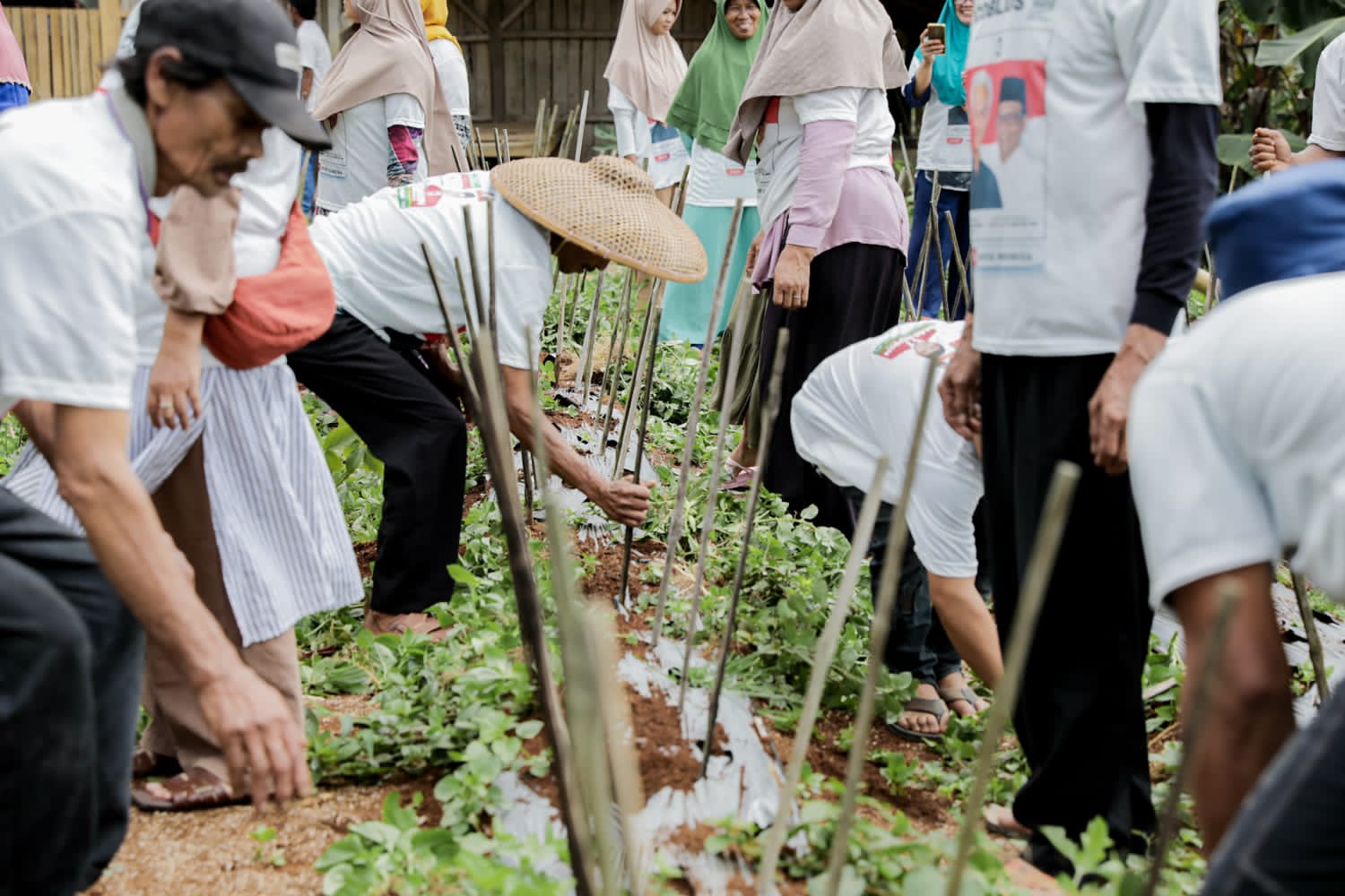 Nelayan Ganjar-Mahfud gotong royong tanam alpukat bareng petani Sukabumi Nelayan Ganjar-Mahfud gotong royong tanam alpukat bareng petani Sukabumi