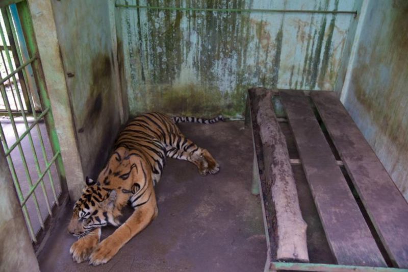 Walhi Sumut serukan segera tutup Medan Zoo usai empat ekor harimau mati