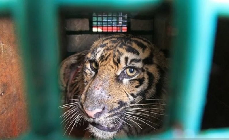 Pemkot diminta serius benahi Medan Zo usai empat harimau mati Pemkot diminta serius benahi Medan Zo usai empat harimau mati