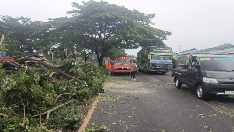 Pohon tumbang tutup jalur nasional penghubung Pulau Madura