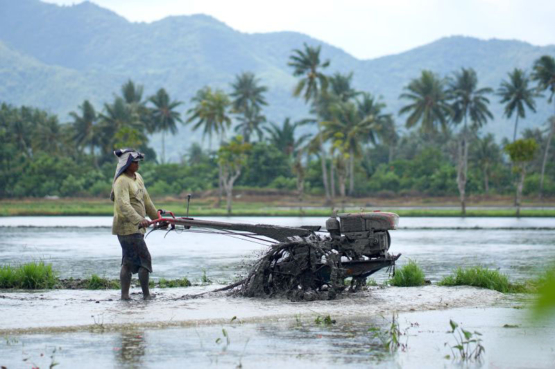 Petani Gorontalo semakin sejahtera