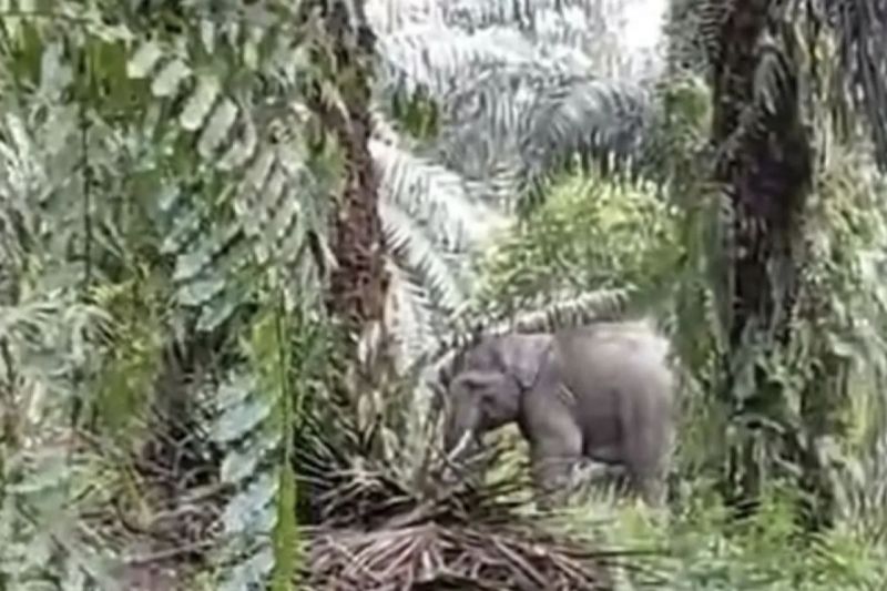 Dua gajah liar masuki permukiman warga di Pelalawan lantaran banjir Dua gajah liar masuki permukiman warga di Pelalawan lantaran banjir
