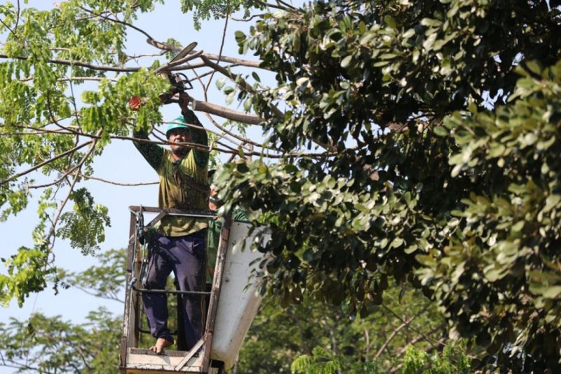 DLH Surabaya lakukan perantingan pohon untuk cegah tumbang