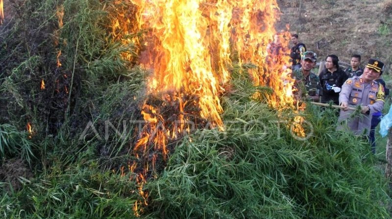 BNN musnahkan puluhan ribu batang ganja di Aceh Utara