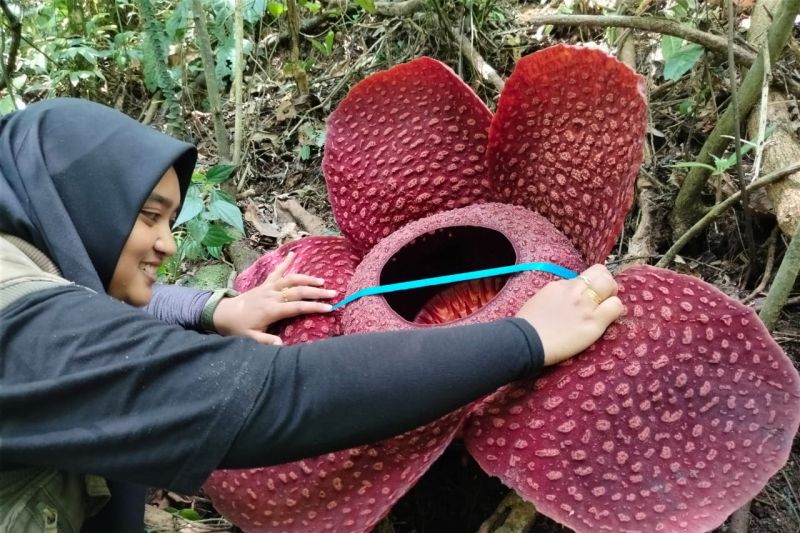 Bunga Rafflesia jenis Tuan-Mudae mekar sempurna di Marambuang Agam Bunga Rafflesia jenis Tuan-Mudae mekar sempurna di Marambuang Agam