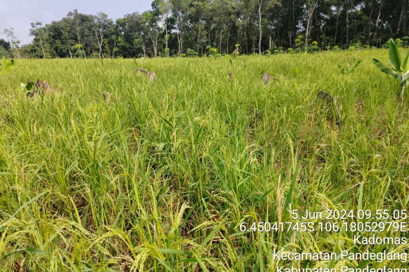 Produksi padi gogo  Januari - Juni 2024 di Lebak tembus 9.007 ton