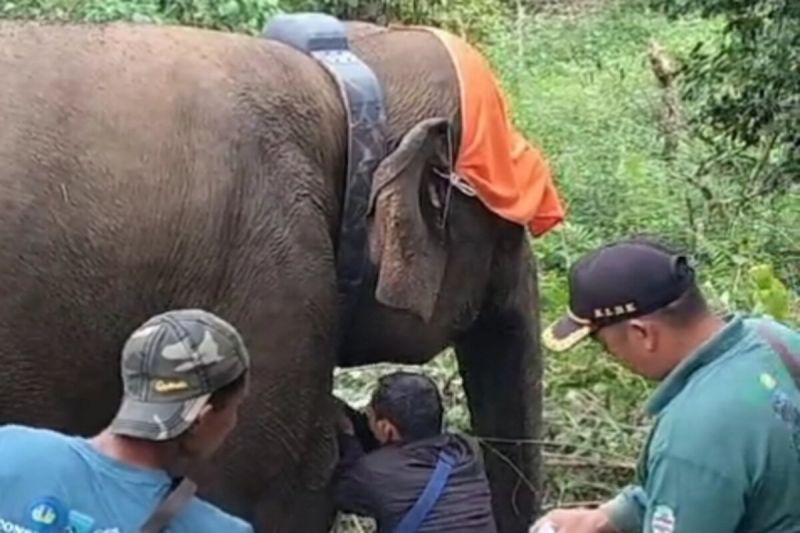 Kawanan gajah liar di Lampung Barat dipasangi GPS Collar Kawanan gajah liar di Lampung Barat dipasangi GPS Collar