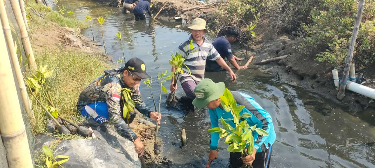 PMT tanam 1.500 mangrove peringati Hari Mangrove se-Dunia 2024 PMT tanam 1.500 mangrove peringati Hari Mangrove se-Dunia 2024